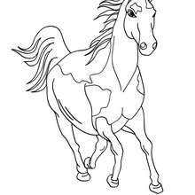 Desenho de um cavalo para colorir online