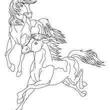 Imagem de um Cavalo para colorir