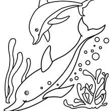 Desenho de um golfinho para colorir online