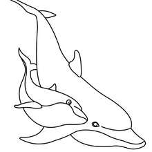 Colorir um golfinho