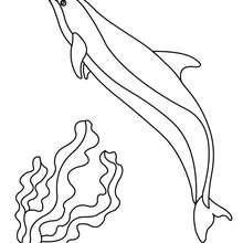 Imagem de um golfinho para colorir online