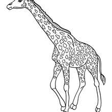 Desenho de uma Girafa para colorir online