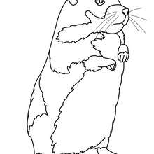 Desenho de um Hamster para colorir online