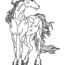 Desenho de um Cavalo selvagem para colorir online