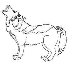 Desenho de um lobo para colorir online