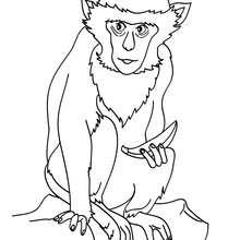 Desenhos de Macaco para Colorir, Pintar e Imprimir 