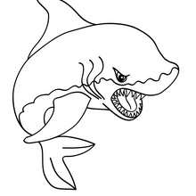 Desenho de um tubarão para colorir
