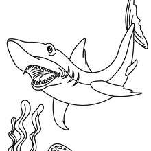 Um tubarão para colorir
