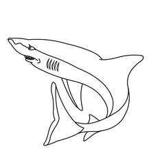Desenho de um tubarão para colorir online