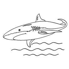 Desenho de um tubarão-branco-gigante para colorir