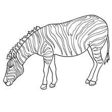 Livro para colorir desenho centrado kawaii zebra