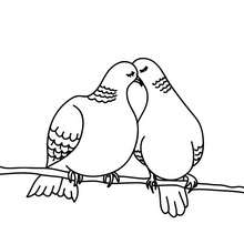 Desenho de umcasal de pombos apaixonados  para colorir