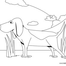 Desenho de um Beagle para colorir