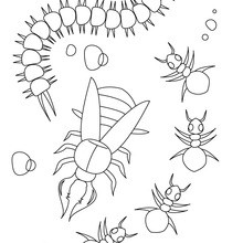 Desenho de uma Centopéia cpm formigas para colorir