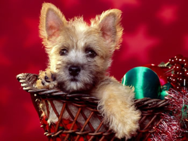 Papél de parede: cachorrinho em uma cesta de natal