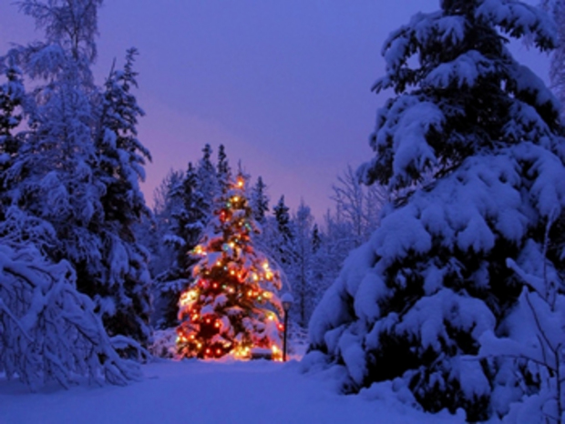 Papél de parede: Árvore de Natal iluminada na Floresta